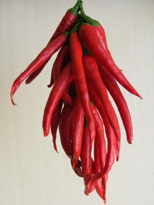 Macskapiros chili - Csípős paprika ritkaságok az Egzotikus Növények Stúdiója kínálatában